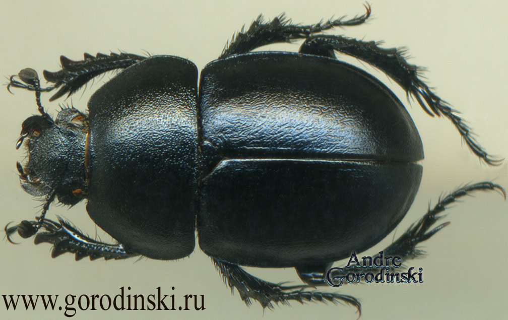 http://www.gorodinski.ru/geotrupes/Odontotrypes semenowi.jpg